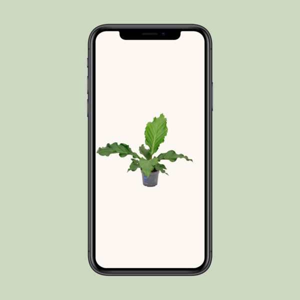 thumbnail_6000-8731.jpg Anthurium Birdnest