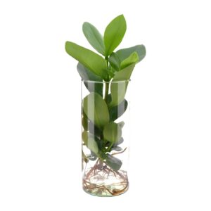 Clusia in Cylinder Glas