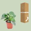 Peperomia Raindrop
