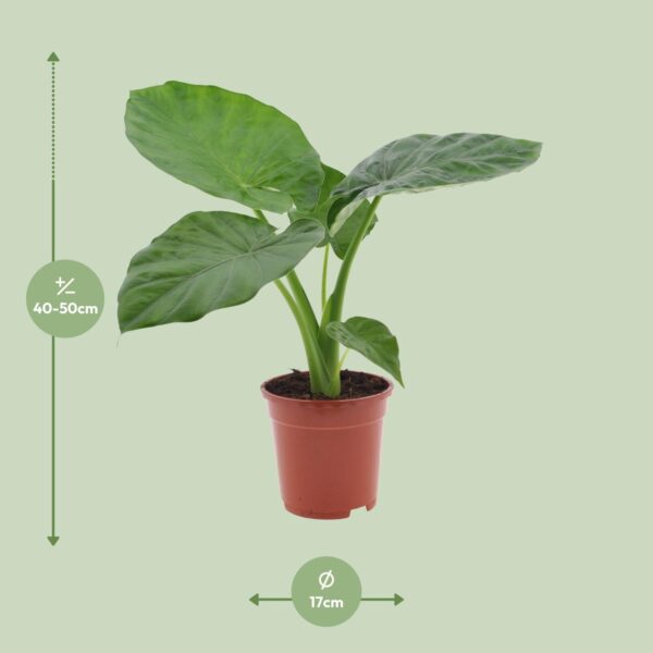 thumbnail_6000-8782.jpg Alocasia Macrorrhiza