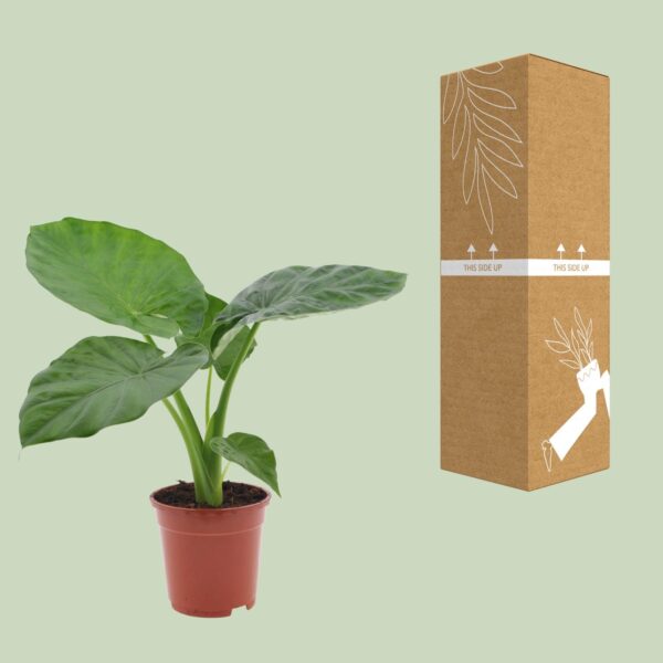 thumbnail_6000-8783.jpg Alocasia Macrorrhiza