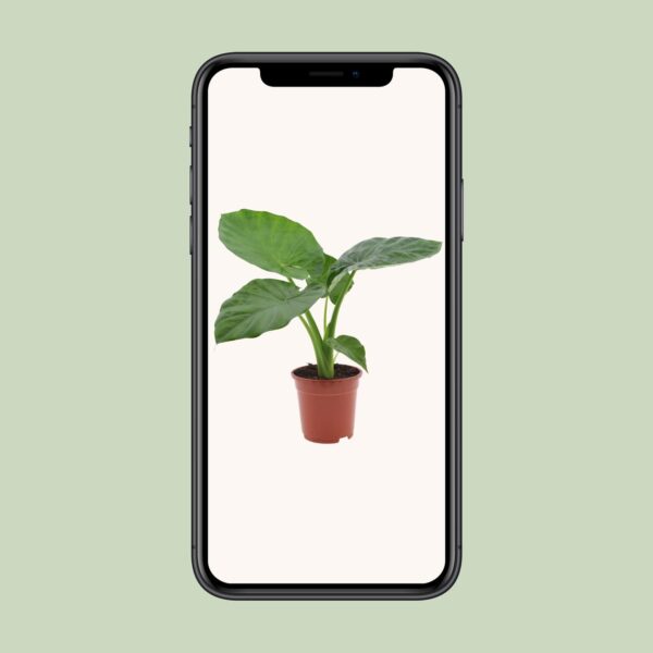 thumbnail_6000-8784.jpg Alocasia Macrorrhiza
