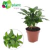 Coffea Arabica
