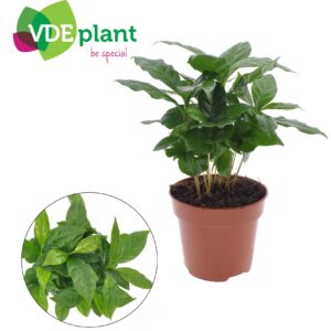 Coffea Arabica