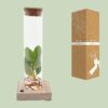Clusia In Tube Glas + LED