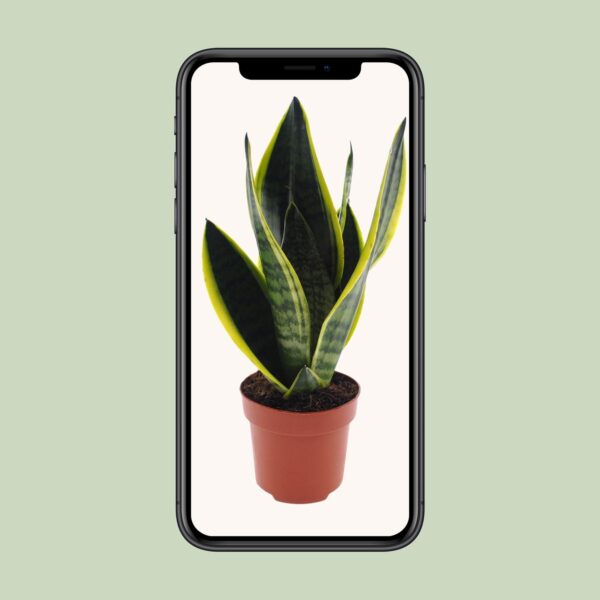 thumbnail_6000-8798.jpg Sansevieria Futura Superba