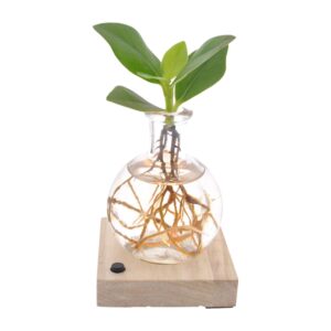 Clusia In Samoa glas LED