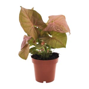 Syngonium Neon