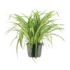 Chlorophytum Comosum Variegatum