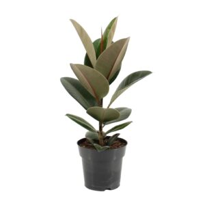 Ficus Elastica Robusta