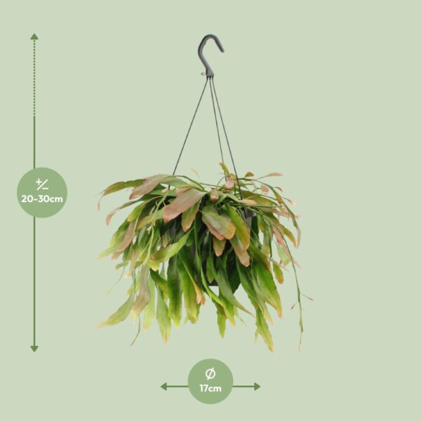 thumbnail_6000-8899.jpg Rhipsalis Red Coral