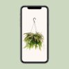 Rhipsalis Red Coral