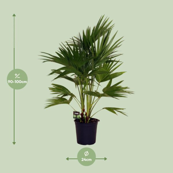 thumbnail_6000-8969.jpg Livistona Chinensis