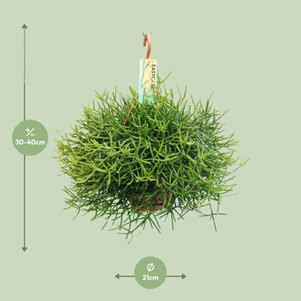 thumbnail_6000-9018.jpg Rhipsalis Heteroclada