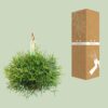 Rhipsalis Heteroclada