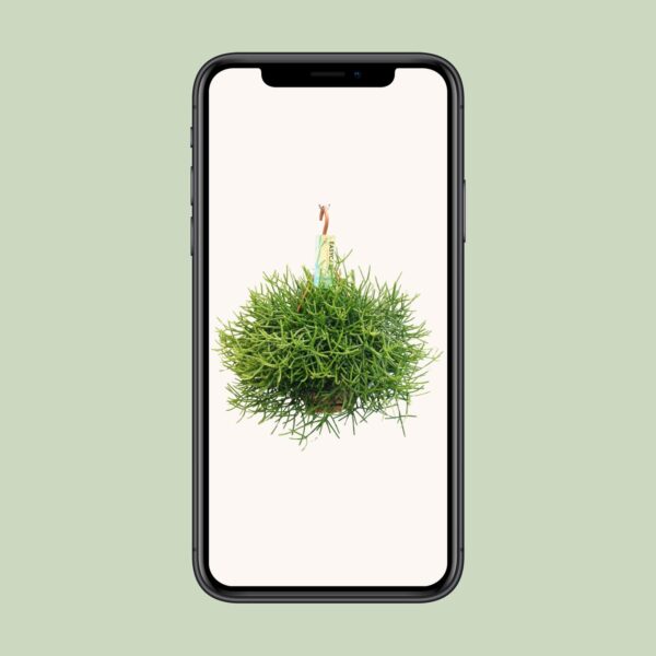 thumbnail_6000-9020.jpg Rhipsalis Heteroclada