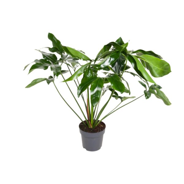 thumbnail_6000-9106.jpg Philodendron Green Wonder