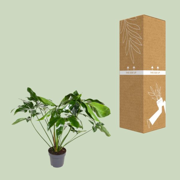 thumbnail_6000-9108.jpg Philodendron Green Wonder