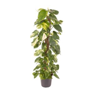 Epipremnum Pinnatum