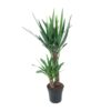 Yucca Elephantipes