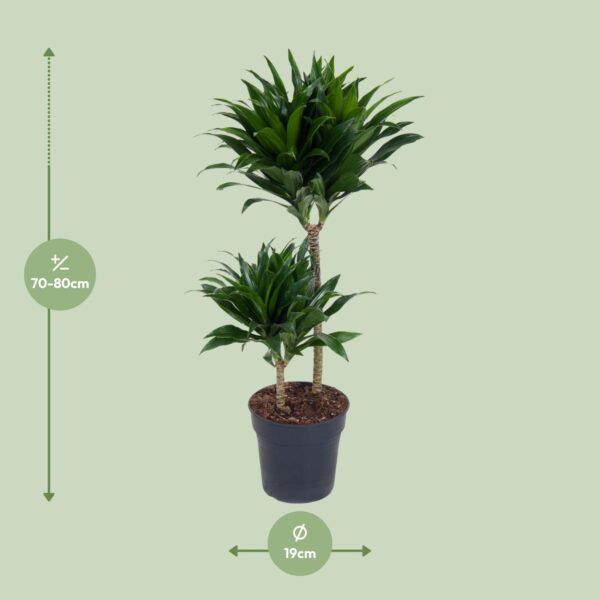 thumbnail_6000-9198.jpg Dracaena Compacta