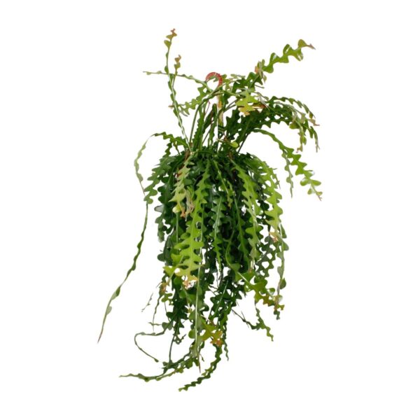 thumbnail_6000-9348.jpg Ephiphyllum Anguliger