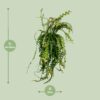 Ephiphyllum Anguliger