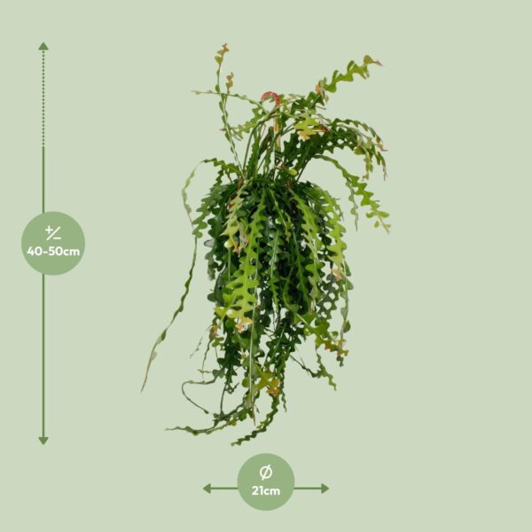 thumbnail_6000-9349.jpg Ephiphyllum Anguliger