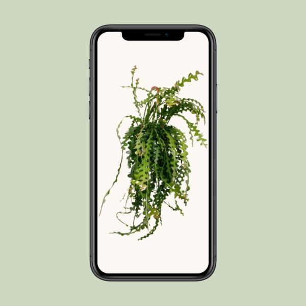 thumbnail_6000-9351.jpg Ephiphyllum Anguliger