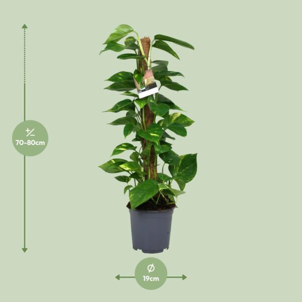 thumbnail_6000-9401.jpg Scindapsus Epipremnum