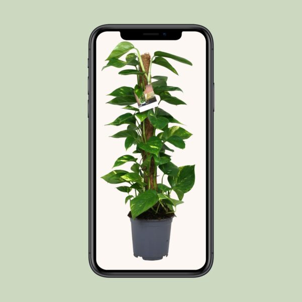thumbnail_6000-9403.jpg Scindapsus Epipremnum