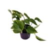 Scindapsus (Epipremnum) Aureum