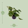 Scindapsus (Epipremnum) Aureum