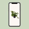 Scindapsus (Epipremnum) Aureum