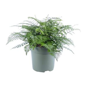 Asplenium Parvati