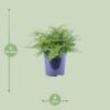 Asplenium Parvati