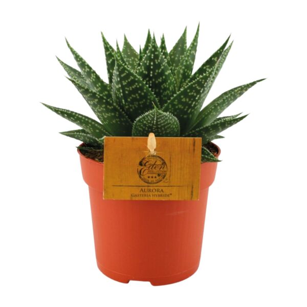 thumbnail_6000-9652.jpg Gasteria Hybride Aurora