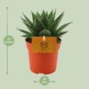Gasteria Hybride Aurora