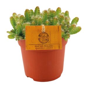 Hylocereus Undatus