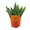 Aloe Paradisicum