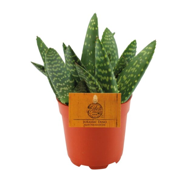 thumbnail_6000-9688.jpg Aloe Paradisicum