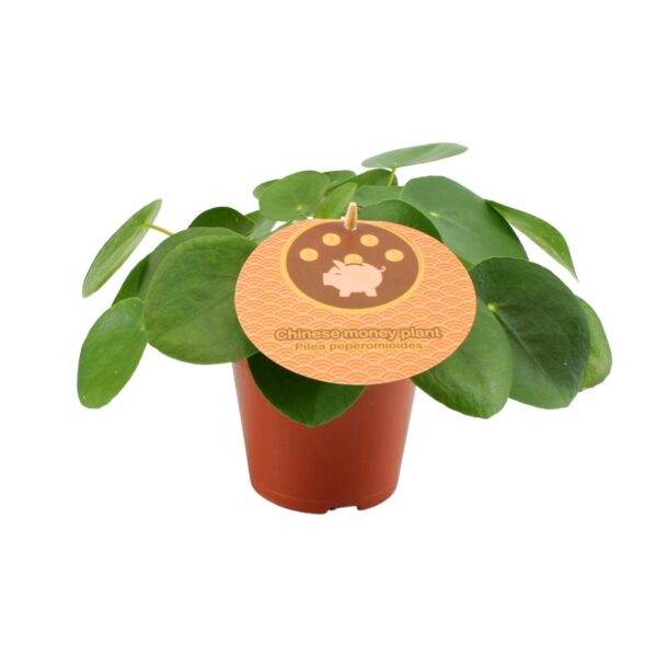 thumbnail_6000-9728.jpg Pilea Peperomioides