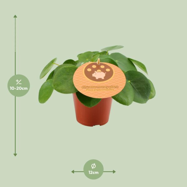 thumbnail_6000-9729.jpg Pilea Peperomioides