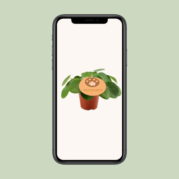 thumbnail_6000-9731.jpg Pilea Peperomioides