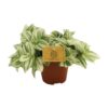 Tradescantia Brightness
