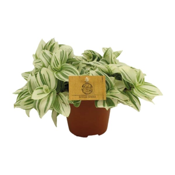 thumbnail_6000-9768.jpg Tradescantia Brightness