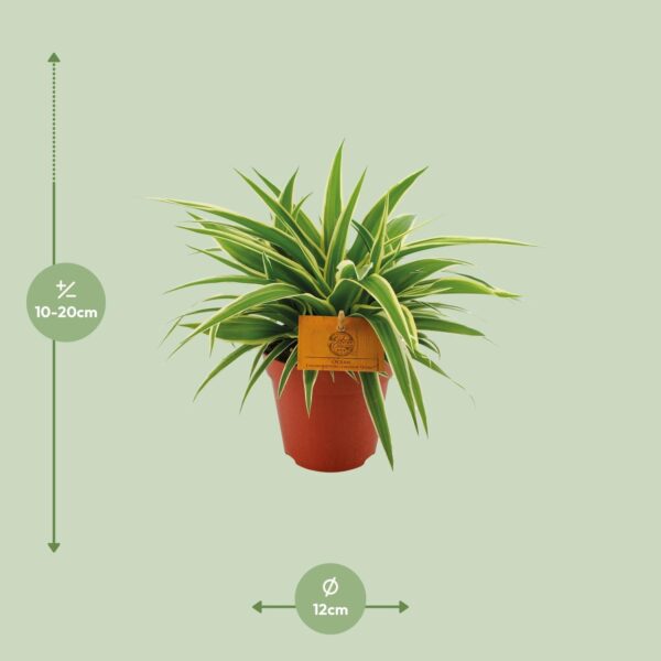 thumbnail_6000-9773.jpg Chlorophytum Ocean