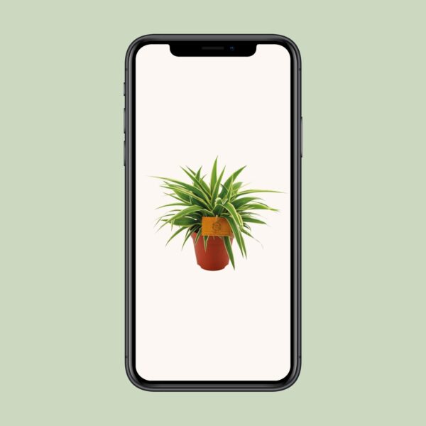thumbnail_6000-9775.jpg Chlorophytum Ocean