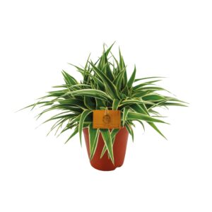 Chlorophytum Ocean