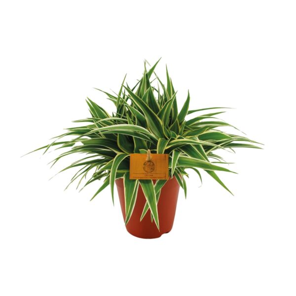 thumbnail_6000-9820.jpg Chlorophytum Ocean